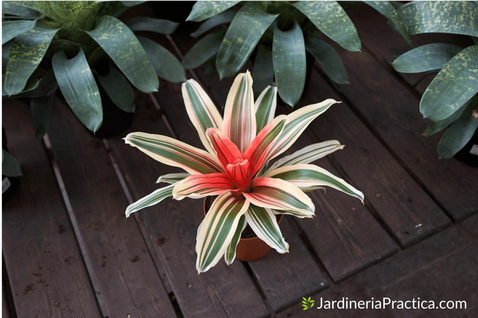 Neoregelia