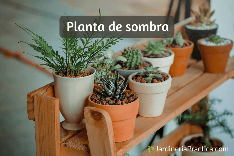 Plantas de sombra