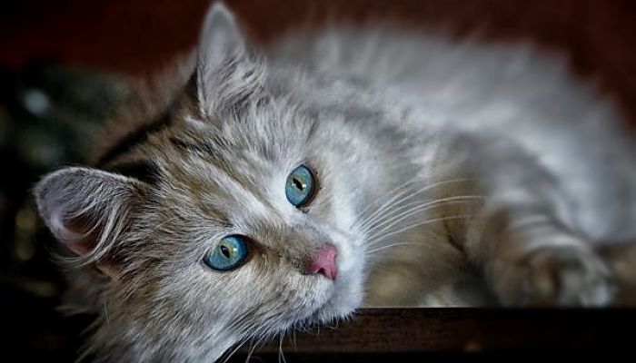 sida en gatos