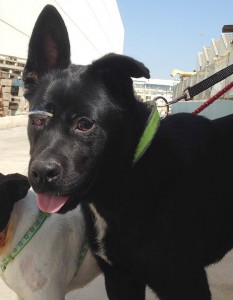 perro en adopcion