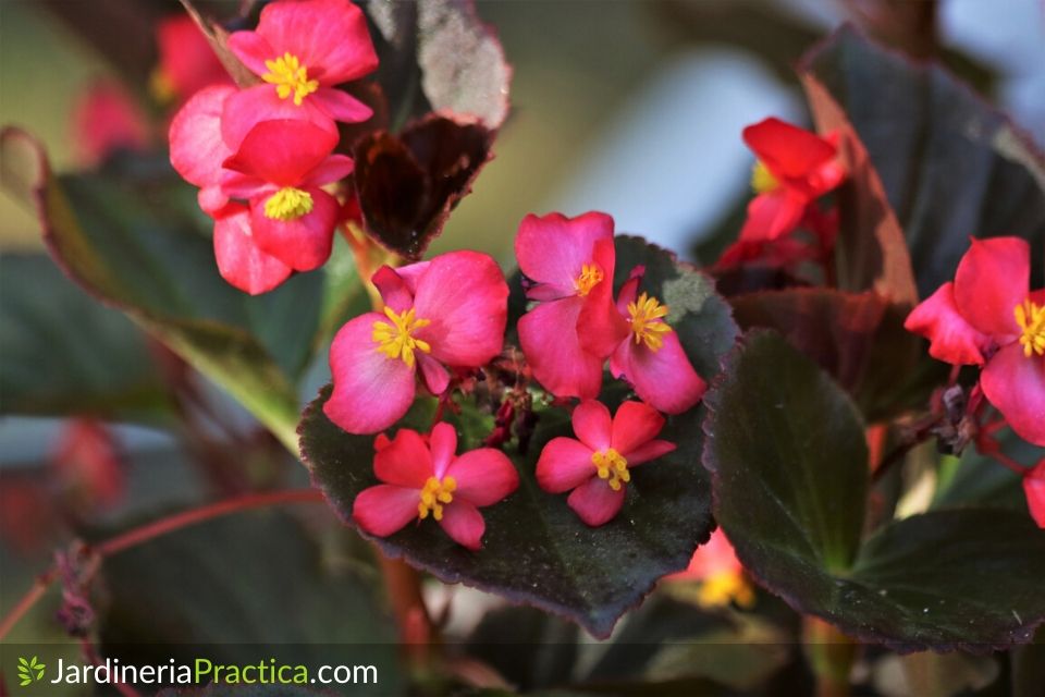 Begonia flores