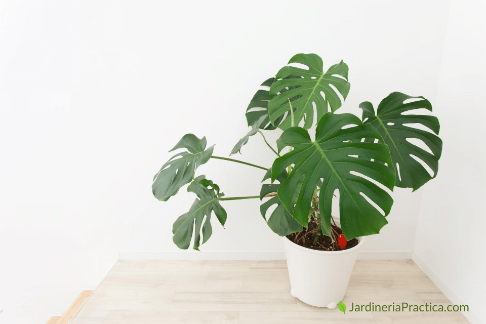 Monstera