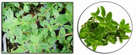 oregano