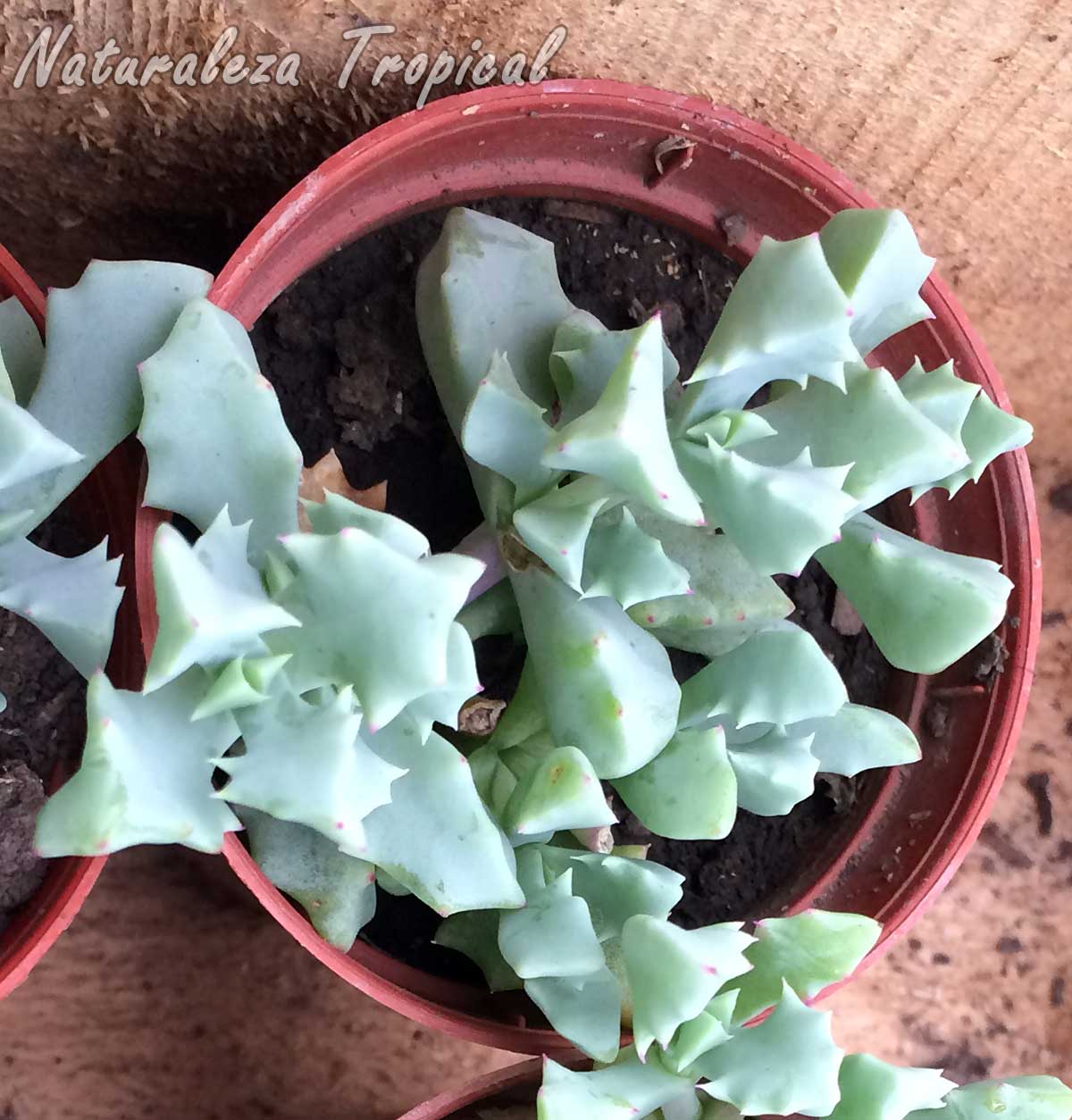 Vista de las hojas típicas de la planta suculenta Oscularia deltoides
