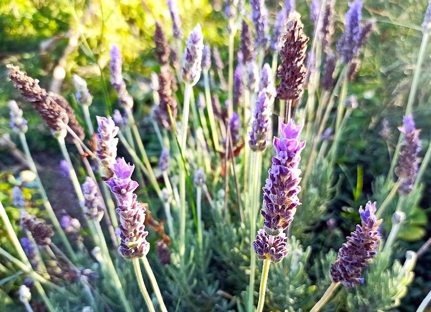 lavanda