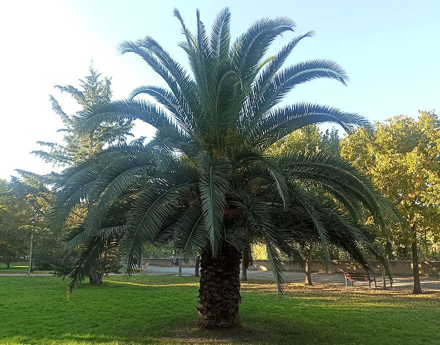 Plantas a pleno sol palmera