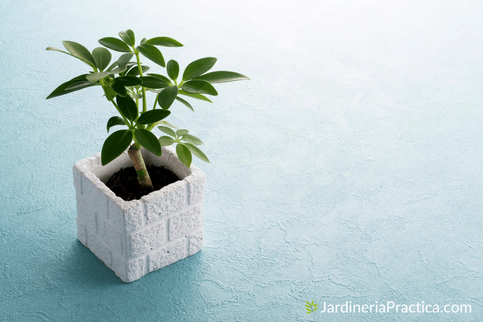 bonsai Schefflera