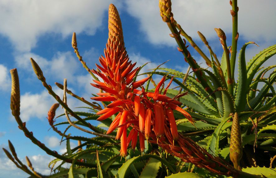 Plantas a pleno sol aloe vera