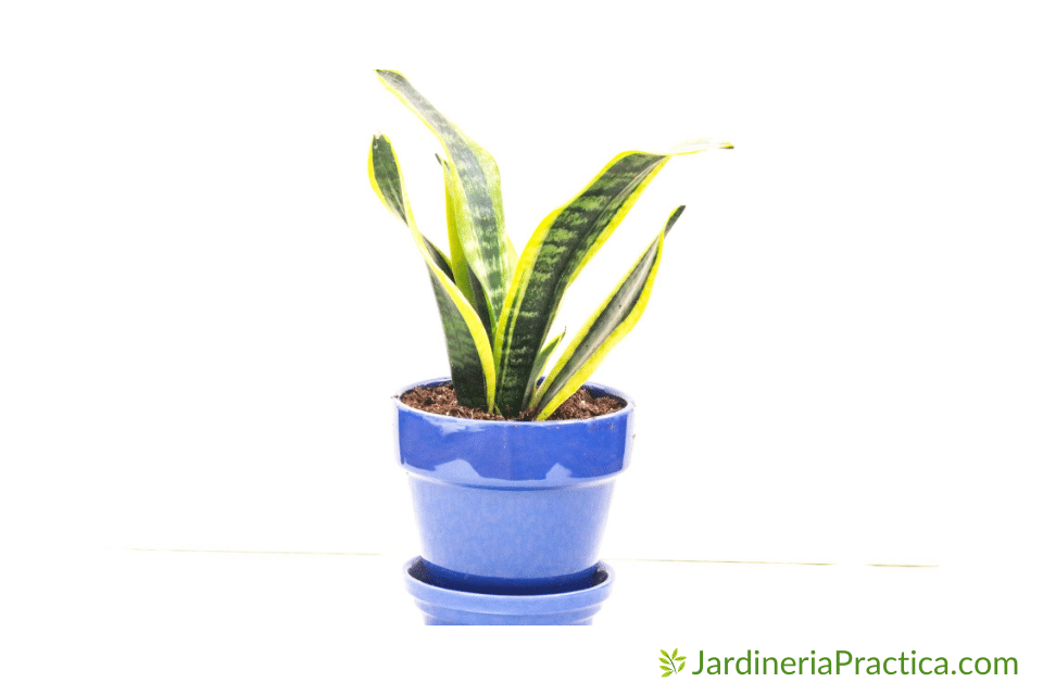 lengua de suegra Dracaena