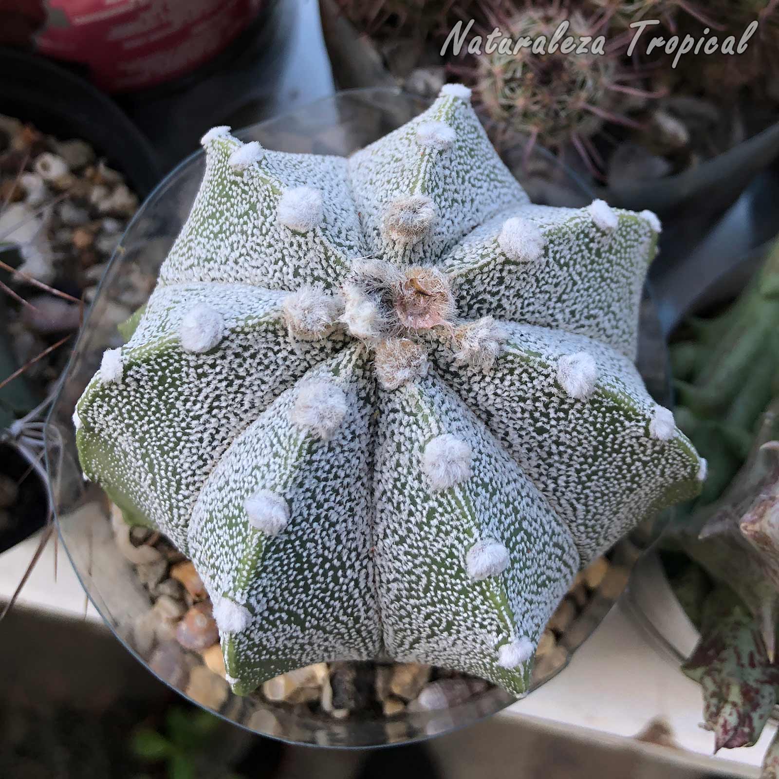 Vista del tallo de un hermoso híbrido del género Astrophytum