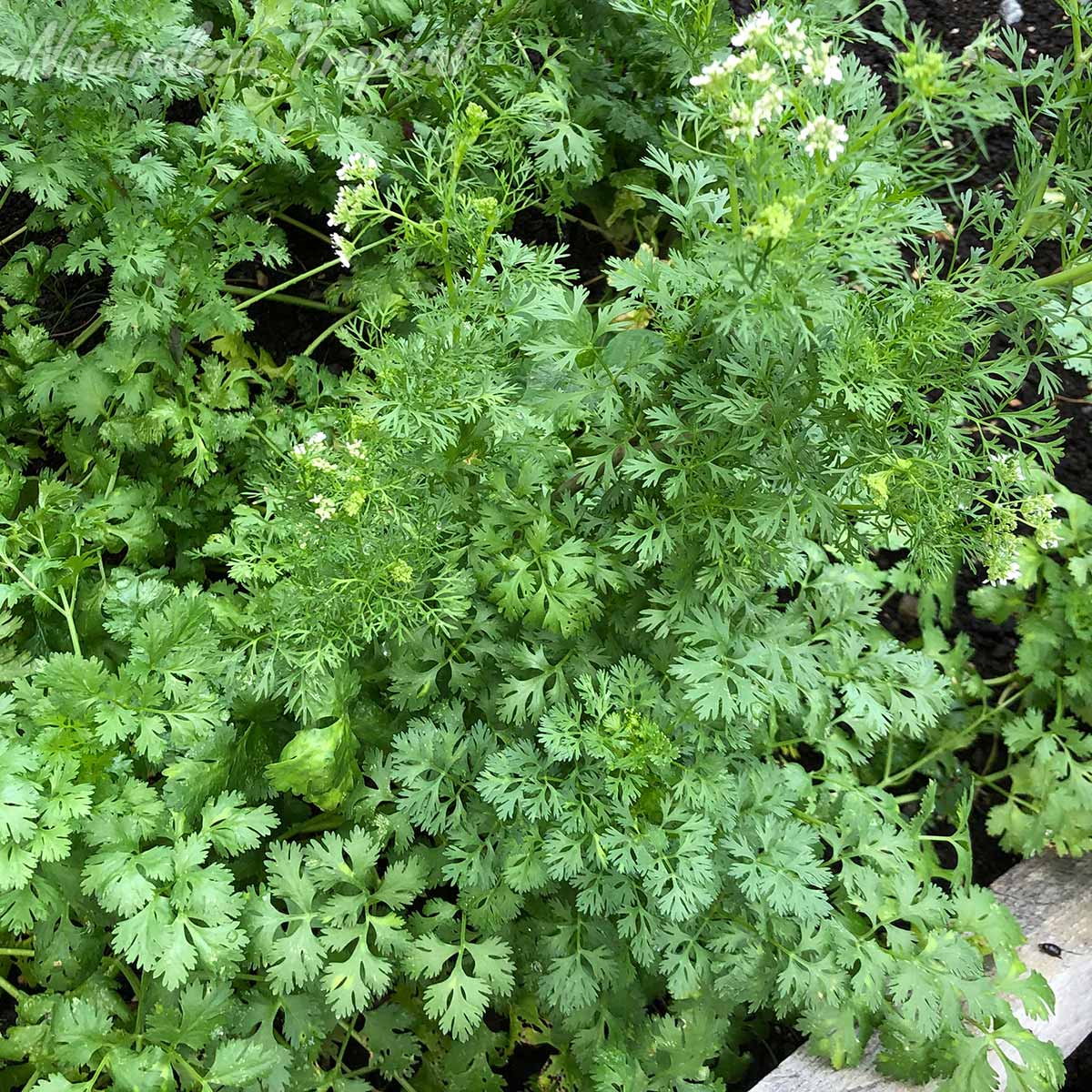 Vista del follaje típico de la planta aromática Cilantro, Coriandrum sativum