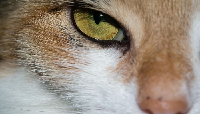 tratamientos naturales para cistitis en gatos