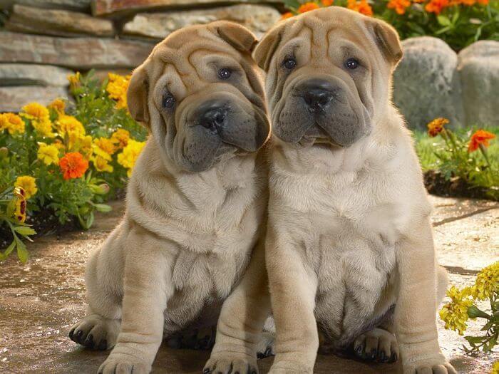 perros de piel arrugada