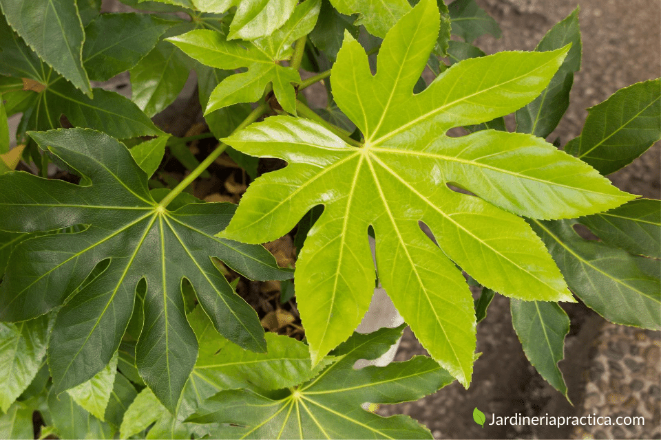 Fatsia japonica
