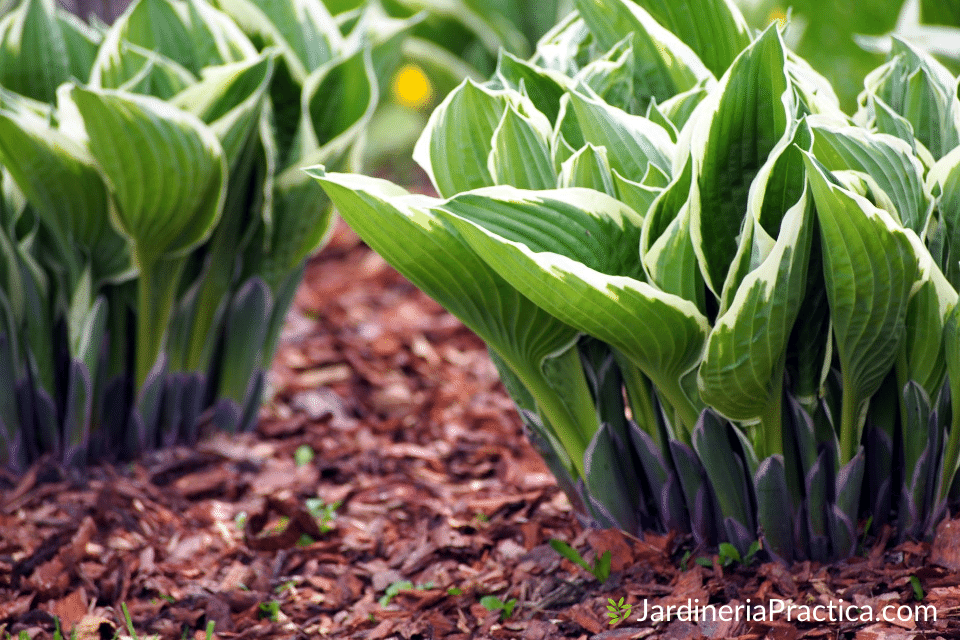 Hosta