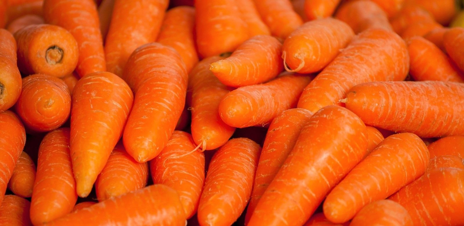 Como sembrar zanahorias en un huerto