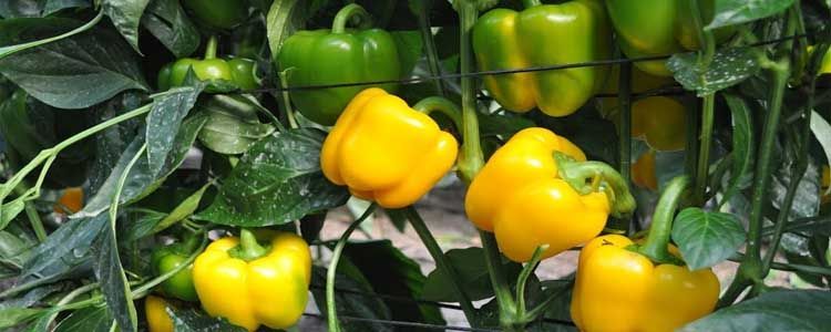 Cultivo de pimiento amarillo