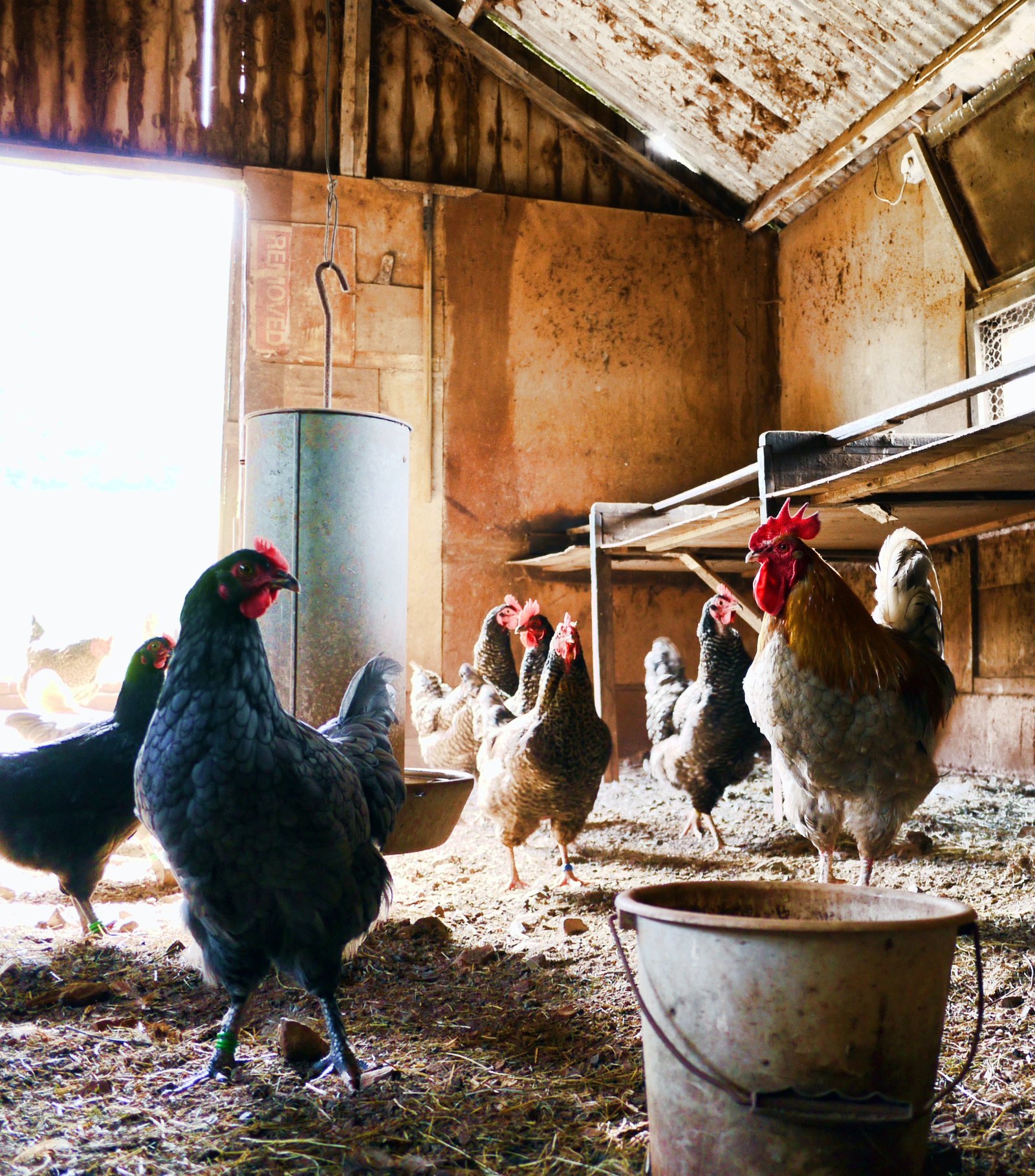 Cómo saber si las gallinas tienen piojos
