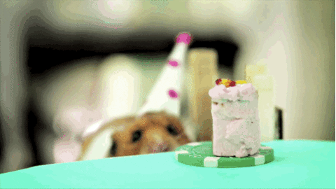 tener-un-perro-mejora-la-vida-de-los-ninos-3.gif
