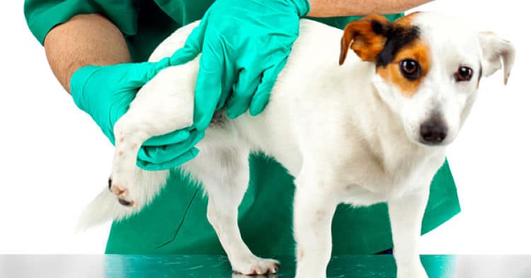 displasia de cadera en perros