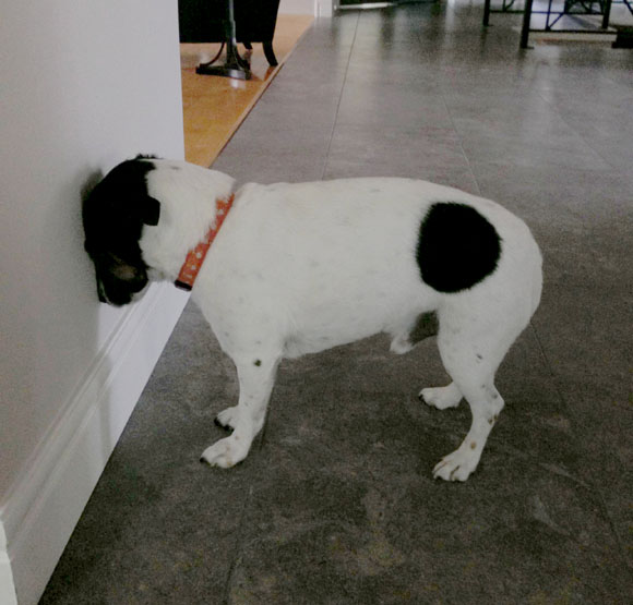 head pressing en perros