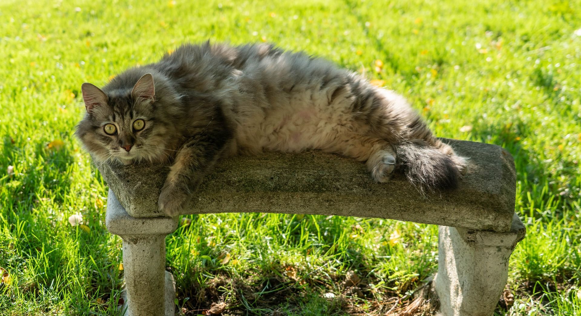 Cuidados de un gato Maine Coon
