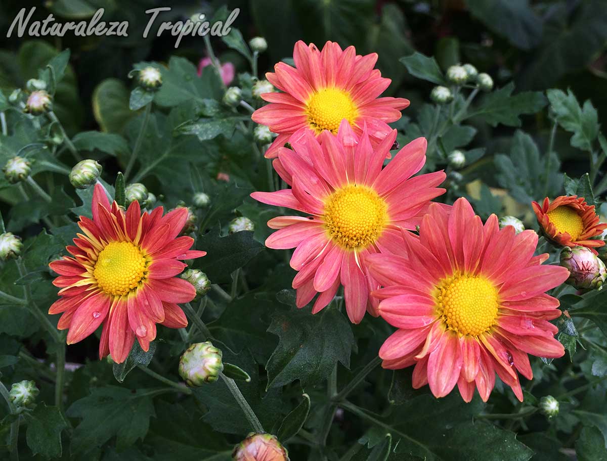 Floración de una variedad con inflorescencias rosáceas de Crisantemo, Chrysanthemum sp