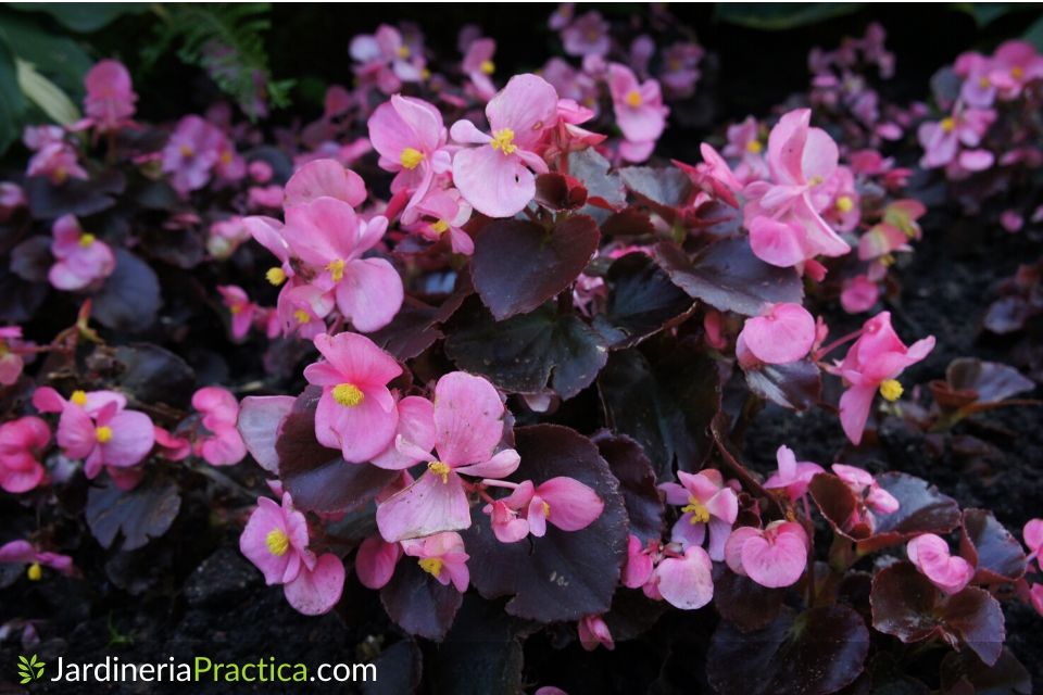 Begonia