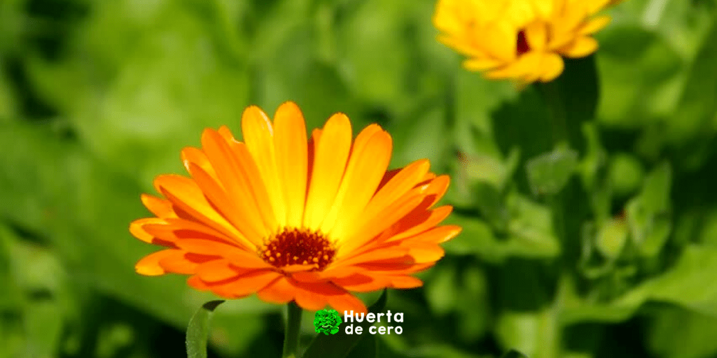 Cultivo y cuidados de la Caléndula