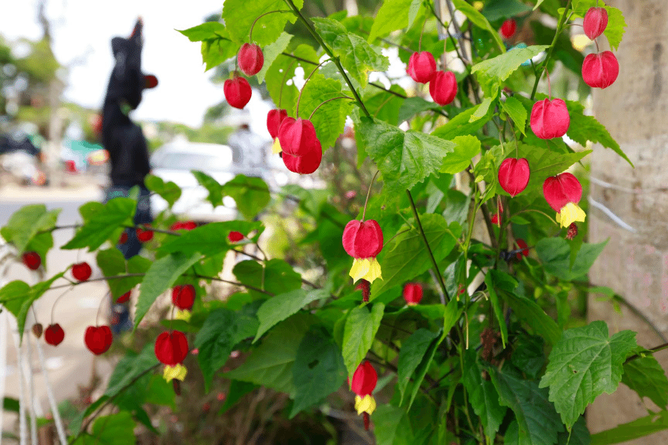 Abutilón