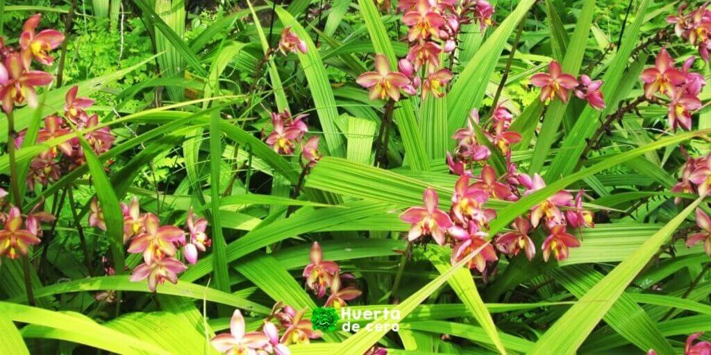 Tipos de orquídeas terrestres