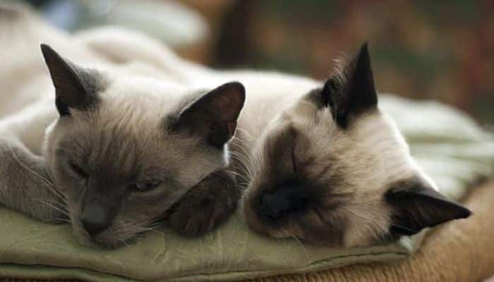 los gatos y el sida