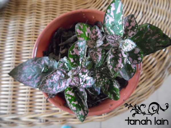 Mis plantas de sol y sombra