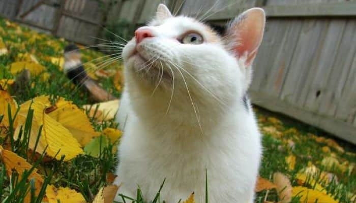 el envenenamiento en los gatos 