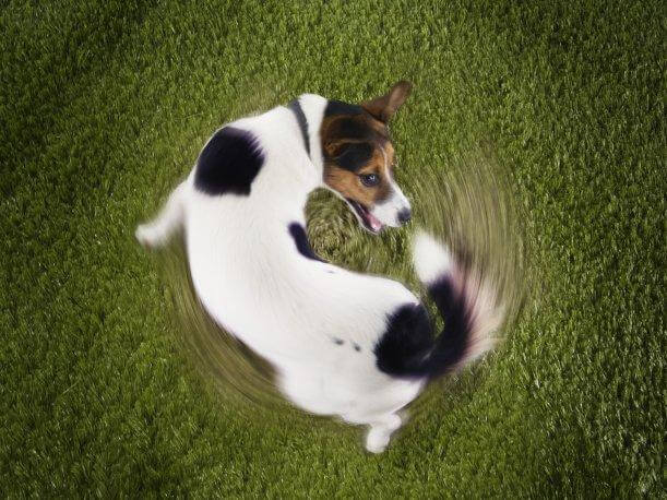 por que los perros se persiguen la cola