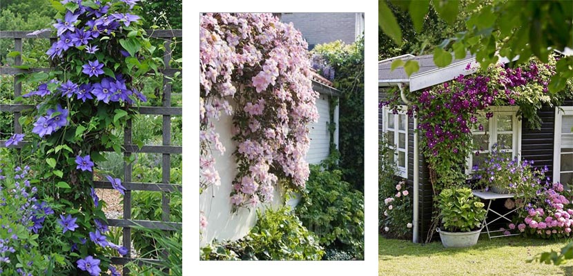 Clematis