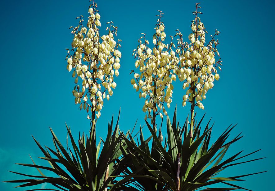 Plantas a pleno sol yucca