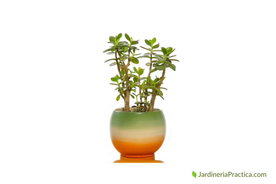 Jade
