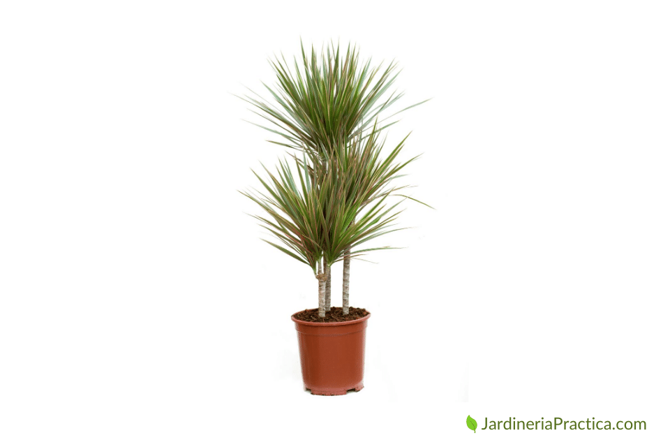 Dracaena