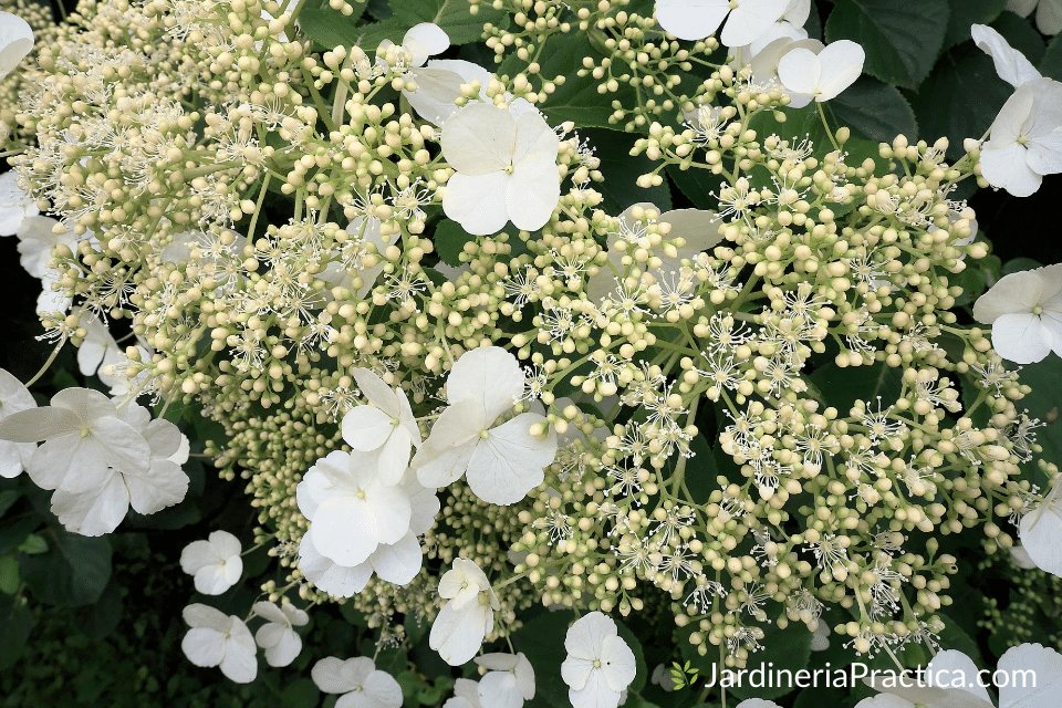 Hortensia trepadora