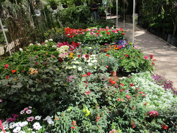 Mis plantas de sol y sombra