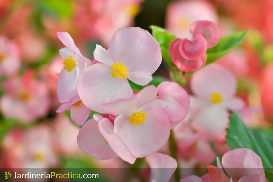 Begonia