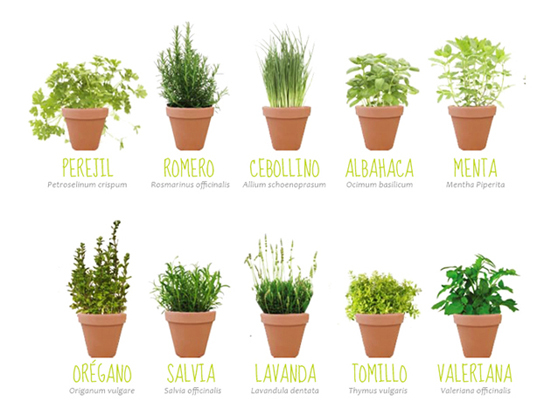 Propieadades plantas aromáticas