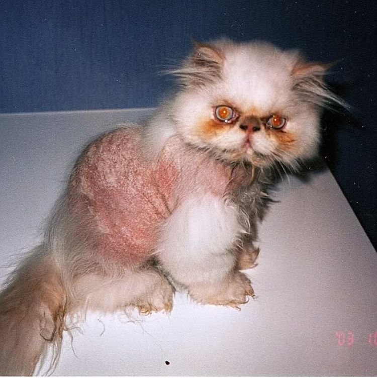 Gato Himalayo con severo caso de tiña