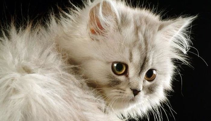 gato con sida