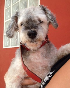 perro en adopcion