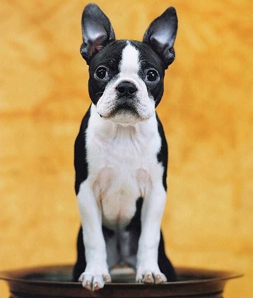 boston-terrier-departamento