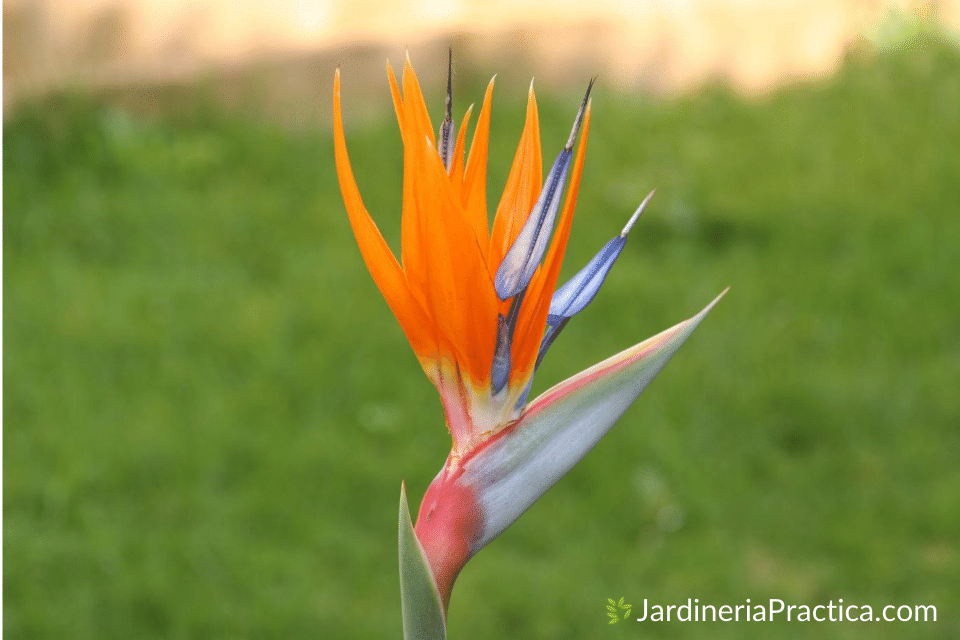 Strelitzia - ave del paraiso